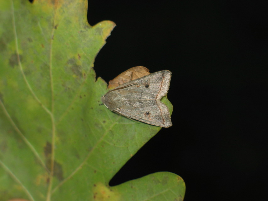 Leptologia lota - kecskefűz-őszibagoly