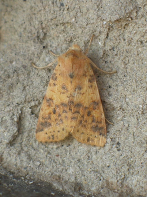 Cirrhia gilvago - foltos sárgabagoly