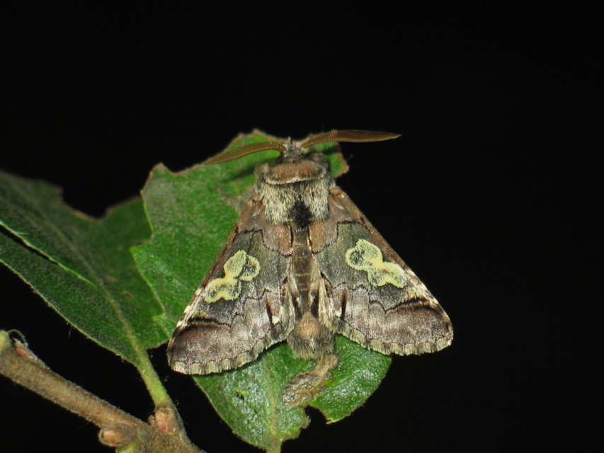 Diloba caeruleocephala - őszi kékesbagoly
