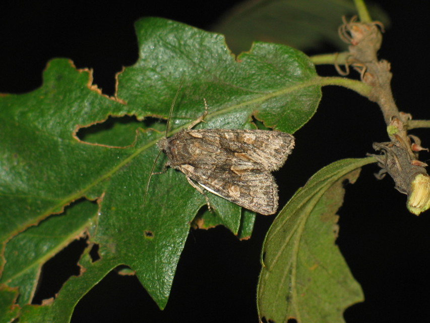Dichonia convergens - őszi tölgybagoly