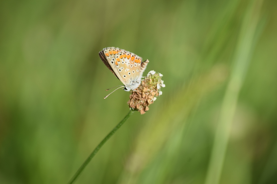 Aricia agestis - szerecsenboglárka