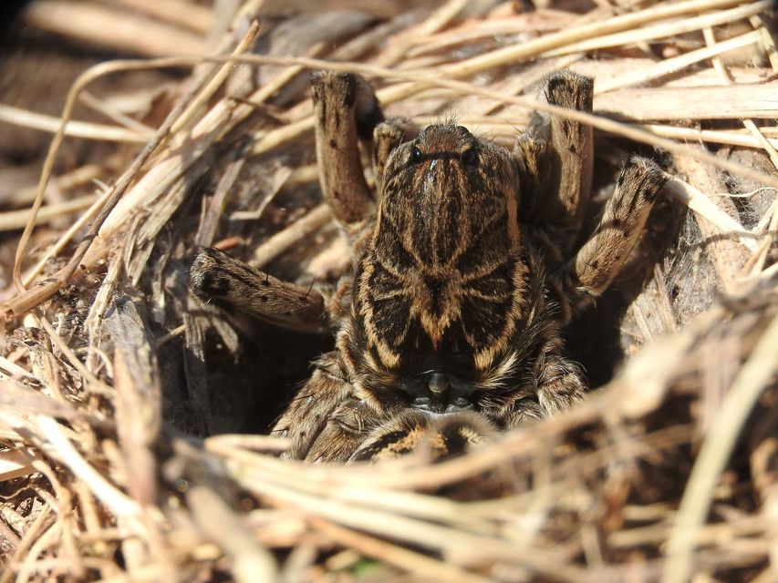 Geolycosa vultuosa - pokoli cselőpók
