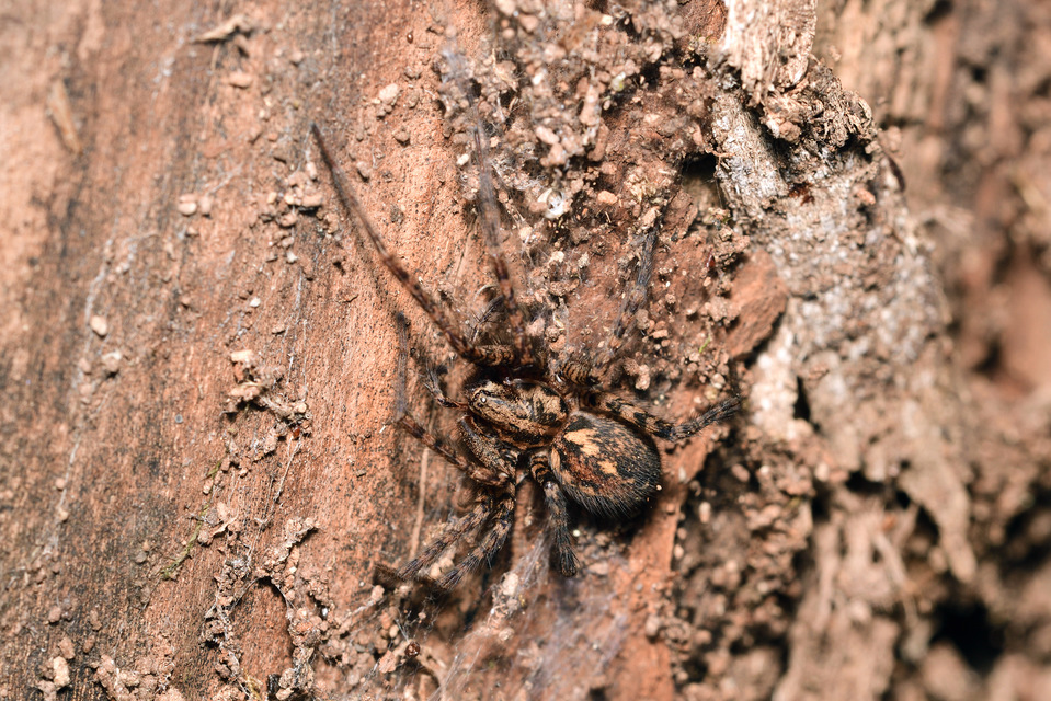 Tegenaria ferruginea - hegyi zugpók