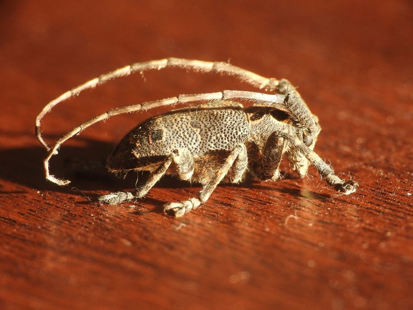 Mesosa curculionoides - szemfoltos cincér