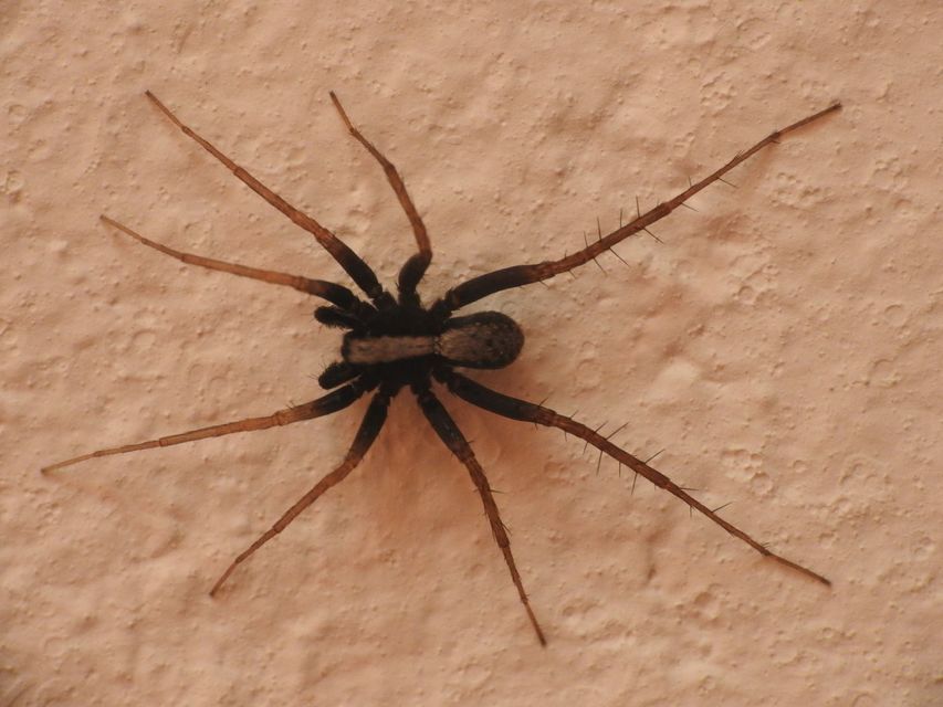 Pardosa alacris/lugubris