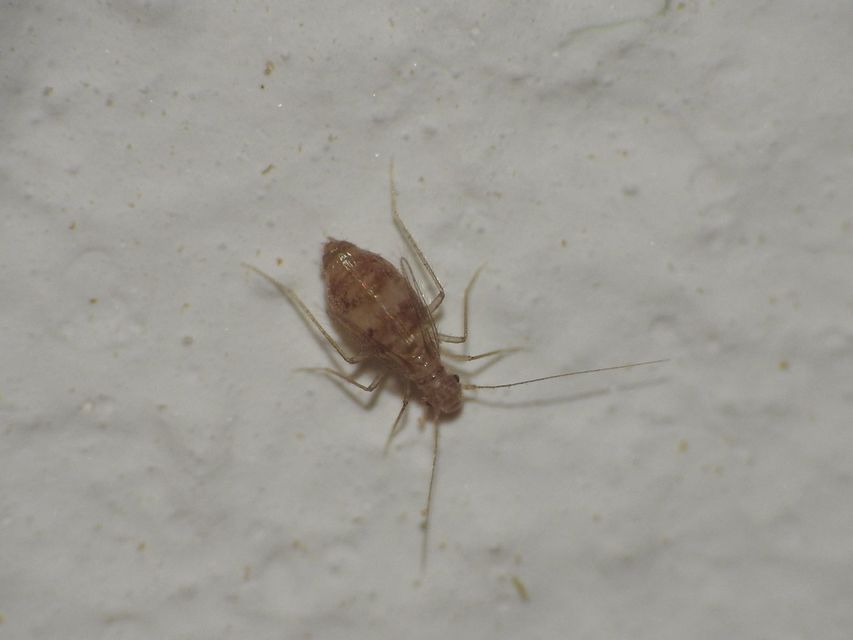 Psocoptera - Fürgetetvek