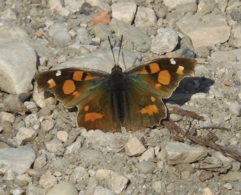Libythea celtis - csőröslepke
