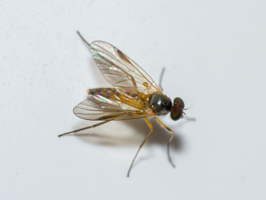 Rhagio lineola