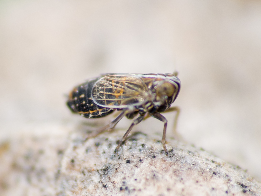 Delphacinae