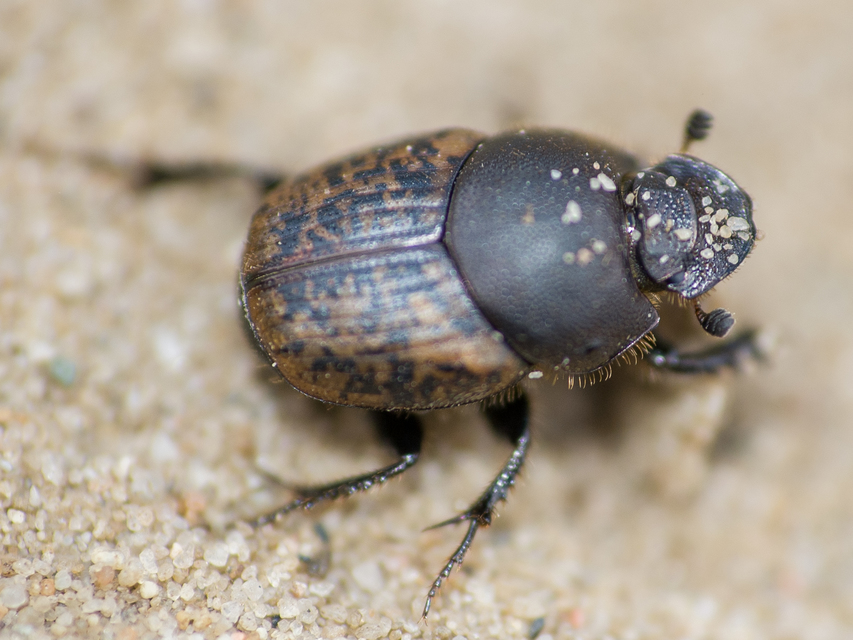 Onthophagus fracticornis - bronzos trágyatúró