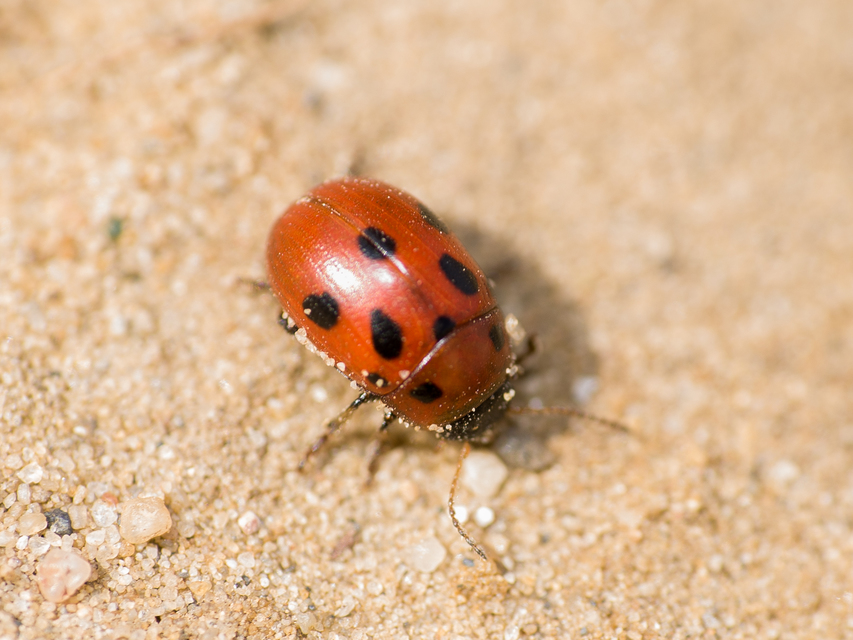 Gonioctena fornicata - közönséges lucernabogár