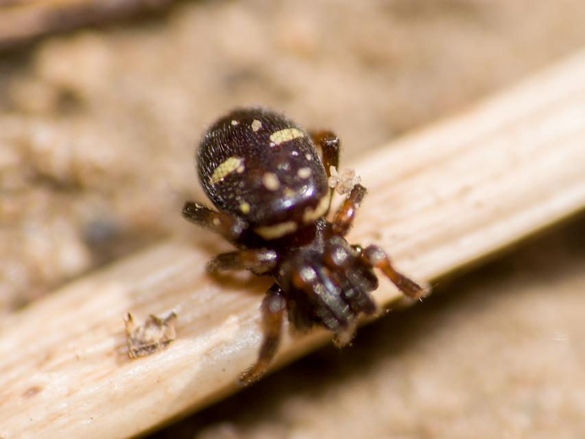 Asagena phalerata/meridionalis