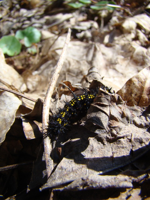 Euphydryas maturna - díszes tarkalepke