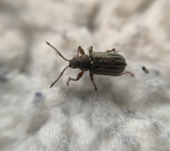 Phyllobius pyri - gyümölcsfa-levélormányos