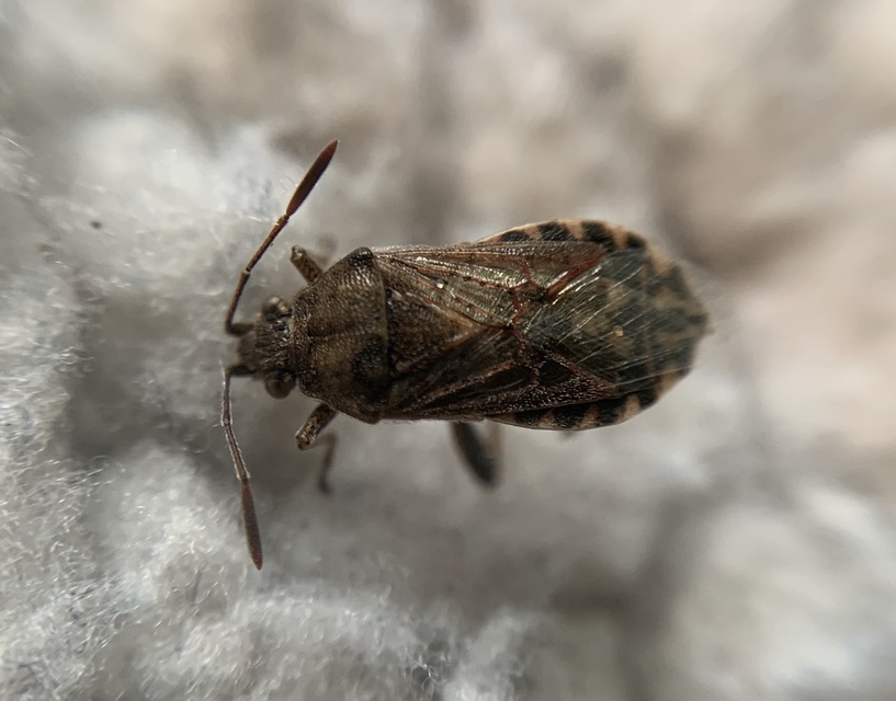 Stictopleurus punctatonervosus Stictopleurus punctatonervosus