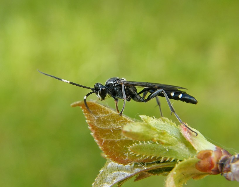 Hymenoptera - Hártyásszárnyúak
