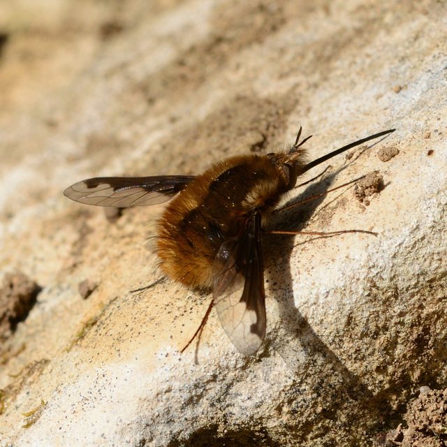 Bombylius major - szegélyes pöszörlégy