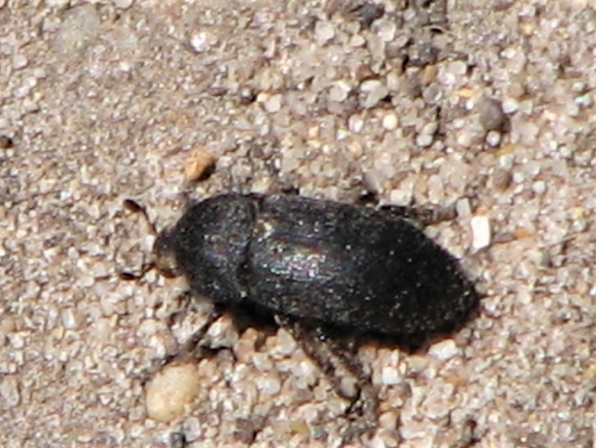 Dermestes laniarius - gyászos porva