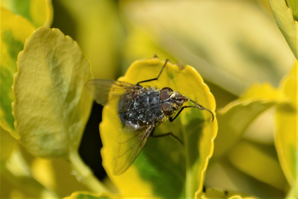 Calliphora