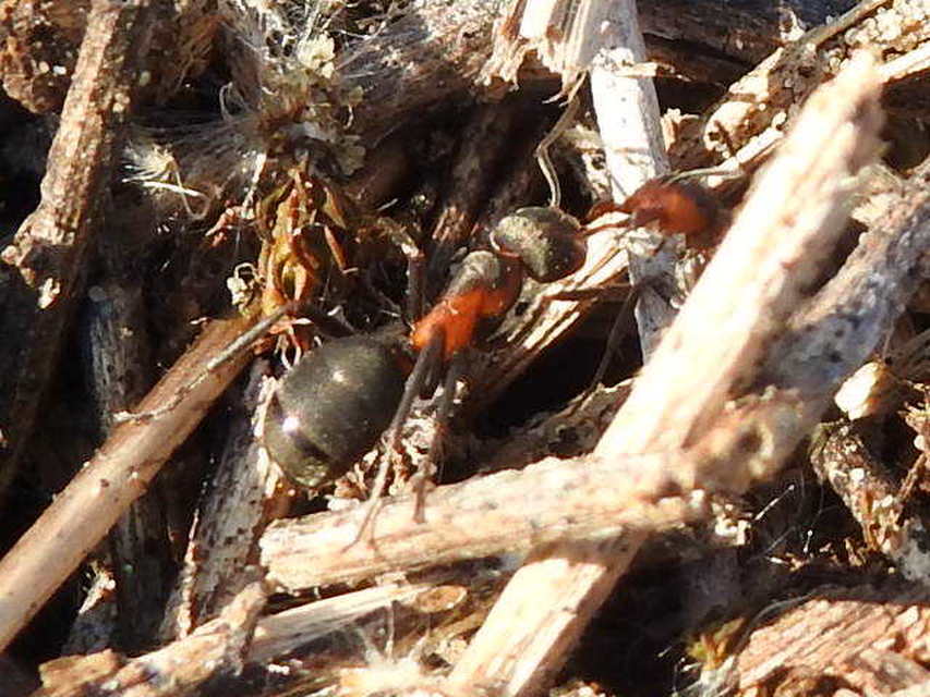 Formica pratensis - réti vöröshangya