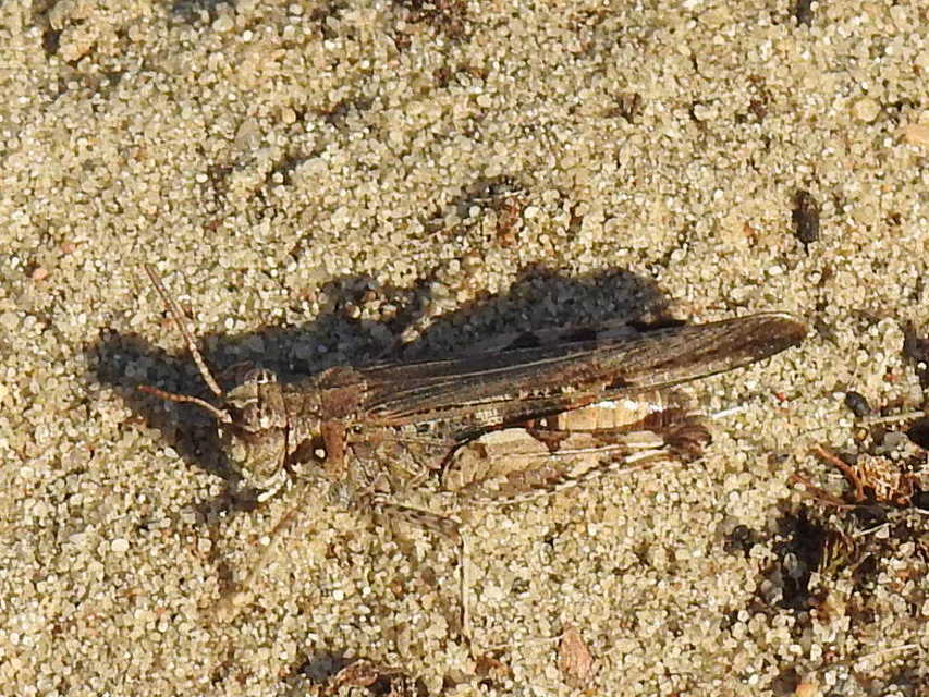 Acrotylus insubricus - önbeásósáska