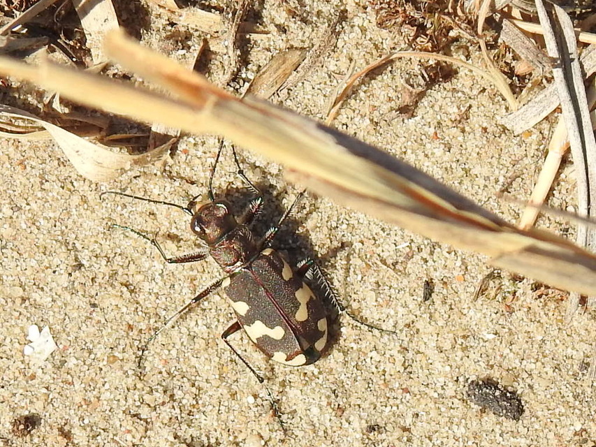 Cicindela hybrida - öves homokfutrinka