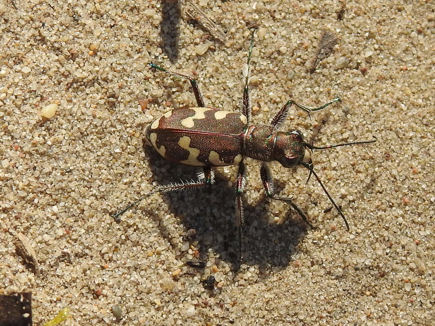 Cicindela hybrida - öves homokfutrinka