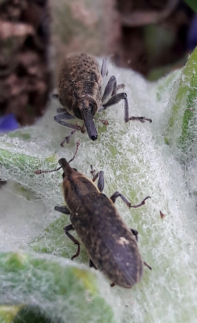 Lixus cardui - bogáncsfúró dudvabarkó