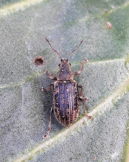 Phyllobius pyri - gyümölcsfa-levélormányos
