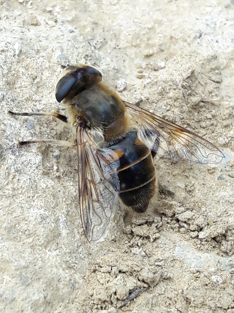 Eristalis tenax - közönséges herelégy