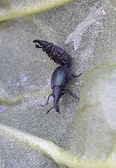 Perapion violaceum - sóska-cickányormányos Perapion violaceum - sóska-cickányormányos