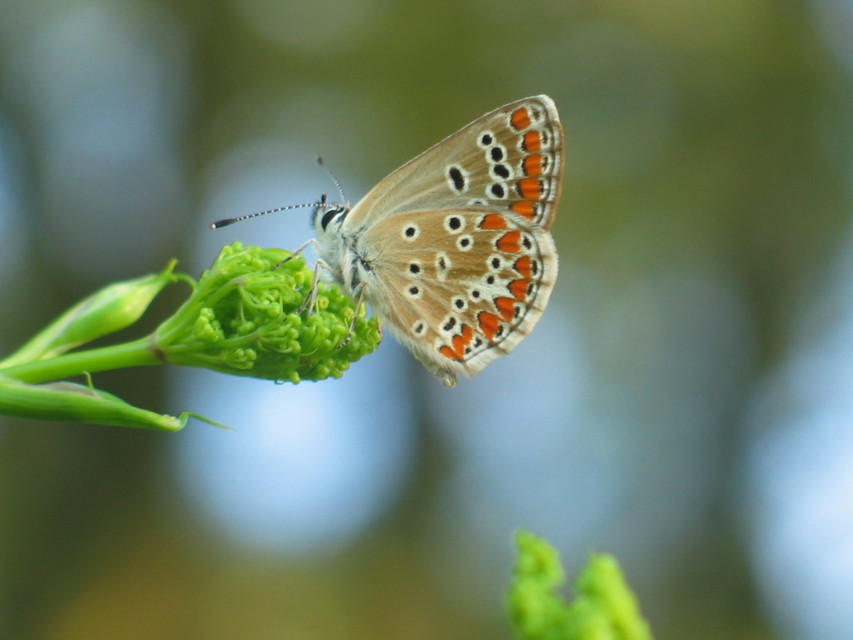 Aricia agestis - szerecsenboglárka