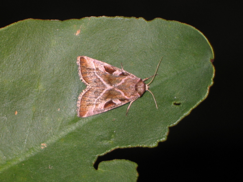 Eucarta virgo - mocsári ametisztbagoly