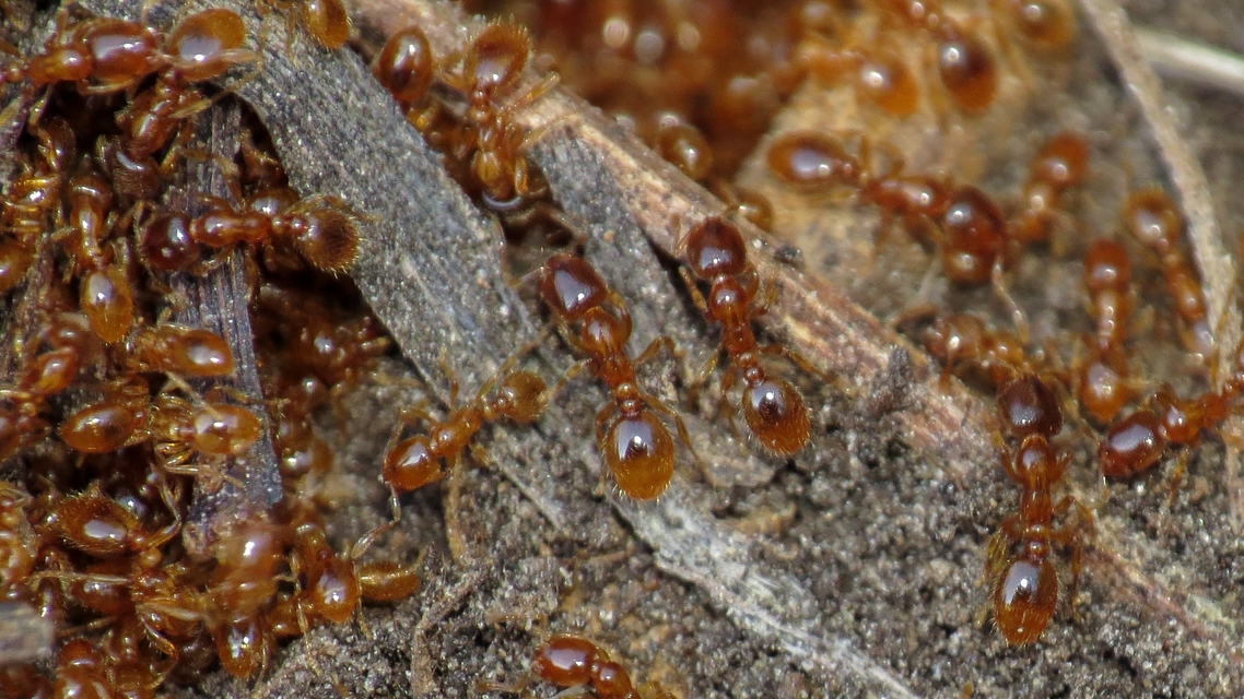 Solenopsis fugax - tolvajhangya