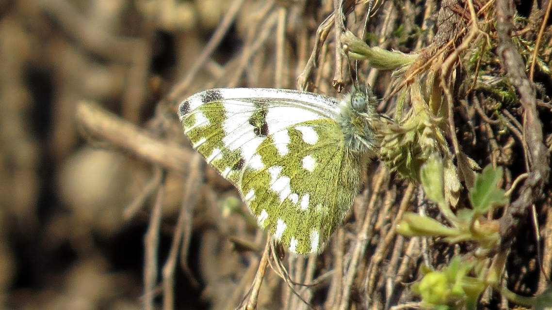 Pontia edusa - rezedalepke
