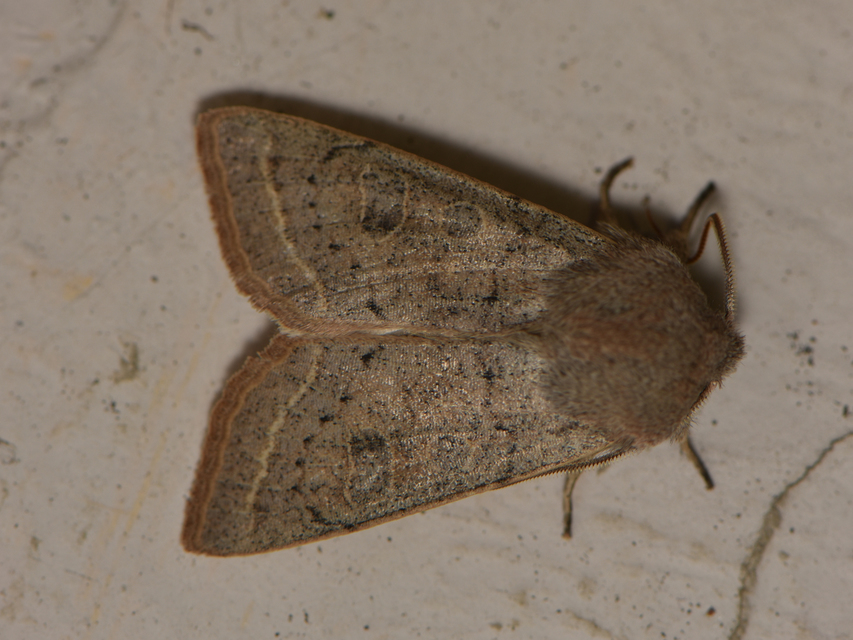 Orthosia gracilis - karcsú barkabagoly