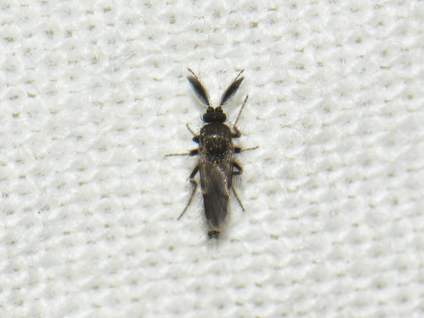 Forcipomyia