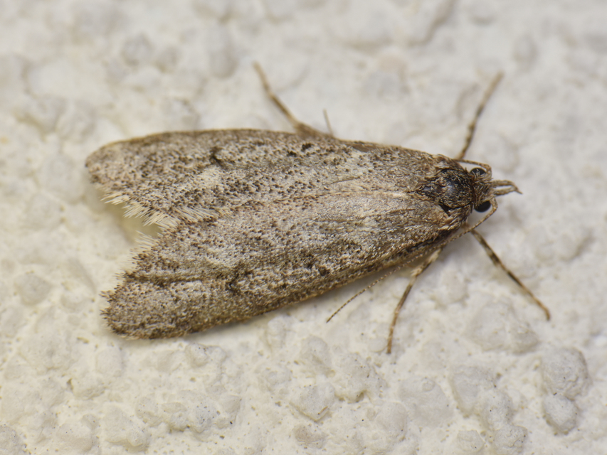 Diurnea fagella - szürke tavaszimoly