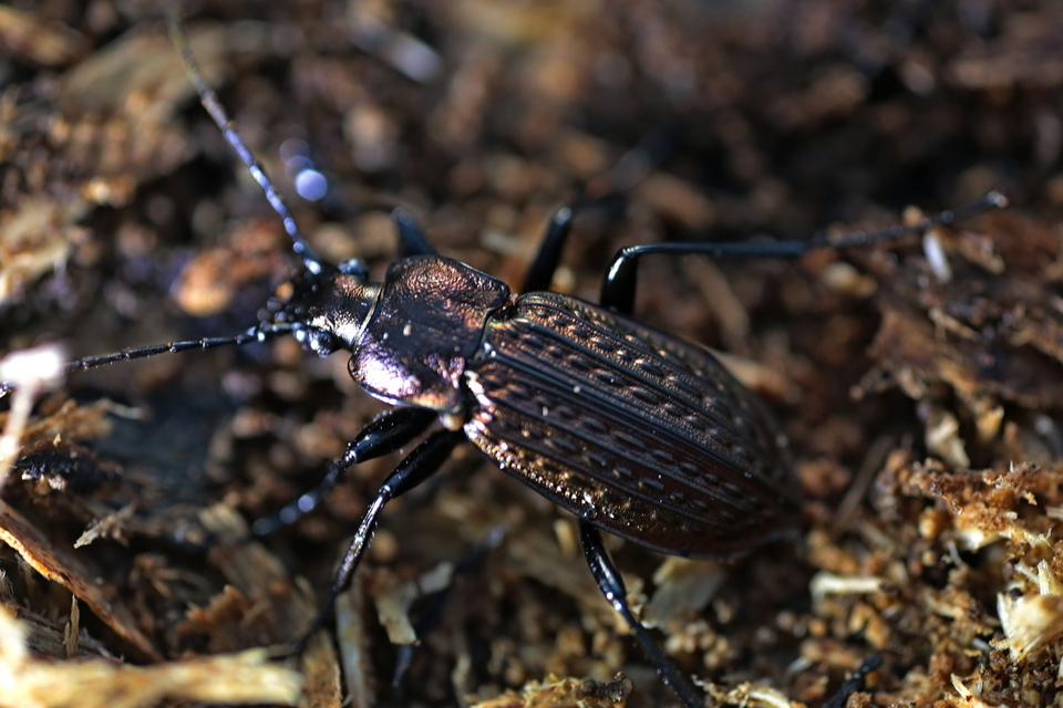 Carabus granulatus - mezei futrinka