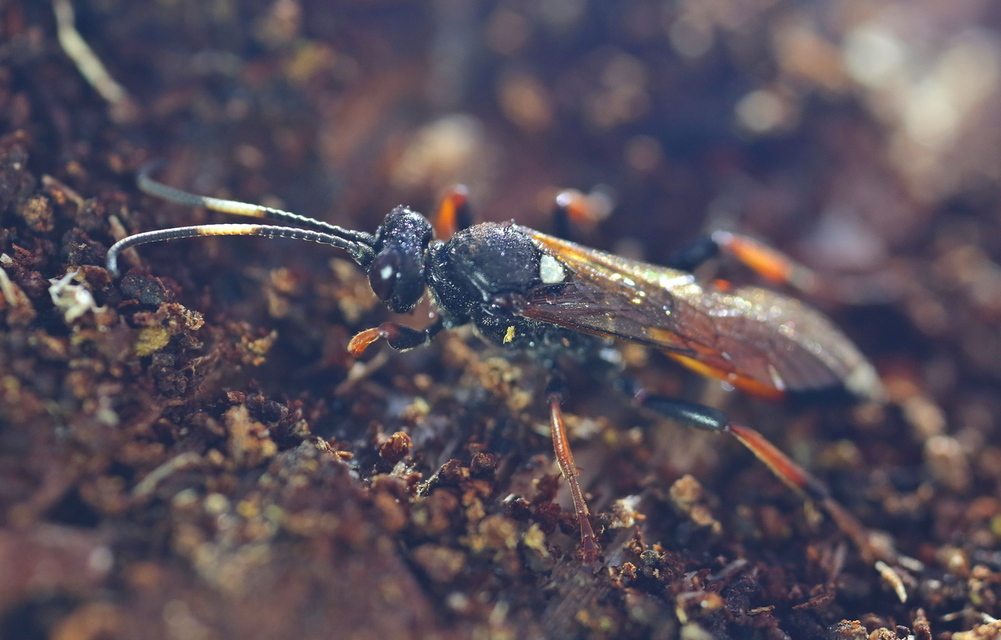 Hymenoptera - Hártyásszárnyúak