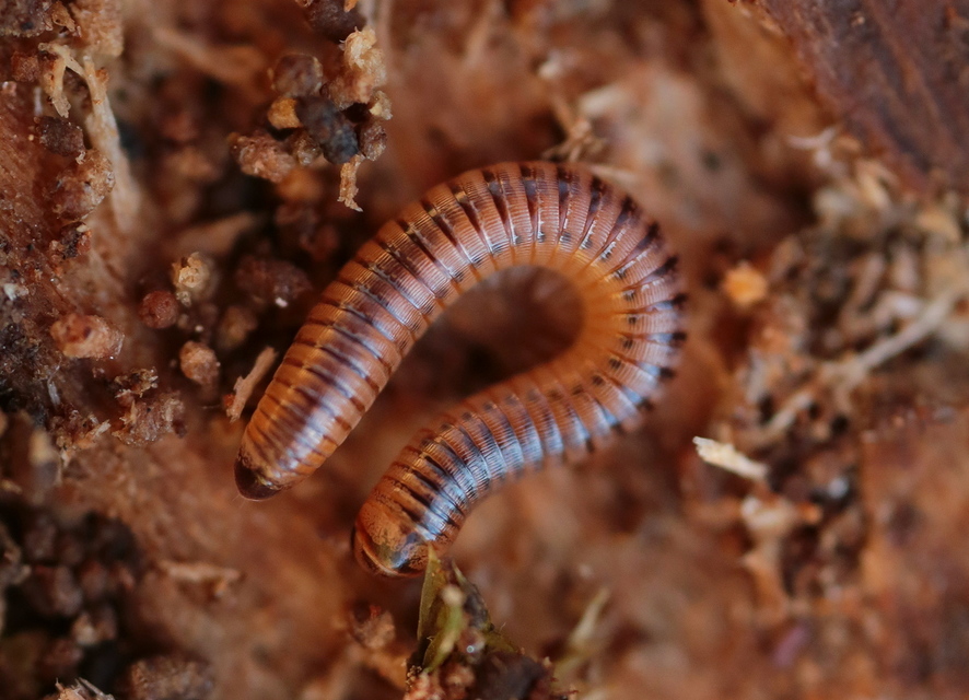 Diplopoda - Ikerszelvényesek