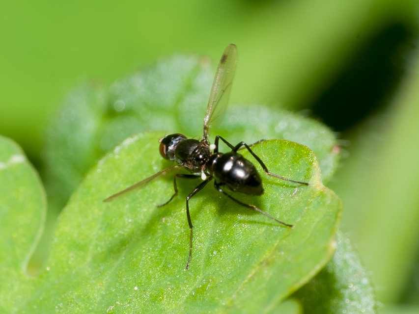 Sepsidae - billegetőlégyfélék