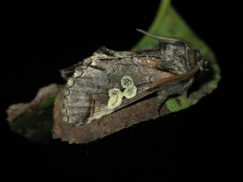 Diloba caeruleocephala - őszi kékesbagoly