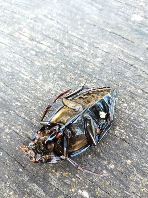 Hydrophilus piceus - közönséges óriáscsibor