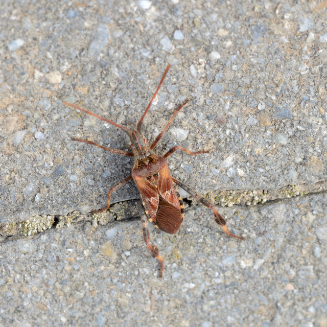 Leptoglossus occidentalis - nyugati levéllábú poloska