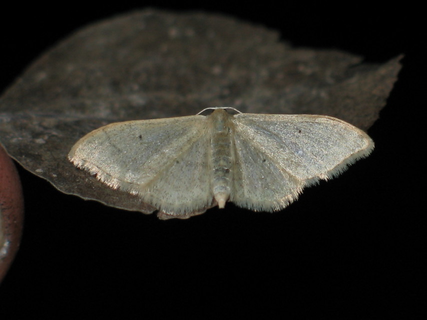 Idaea straminata - szalmasárga sávosaraszoló