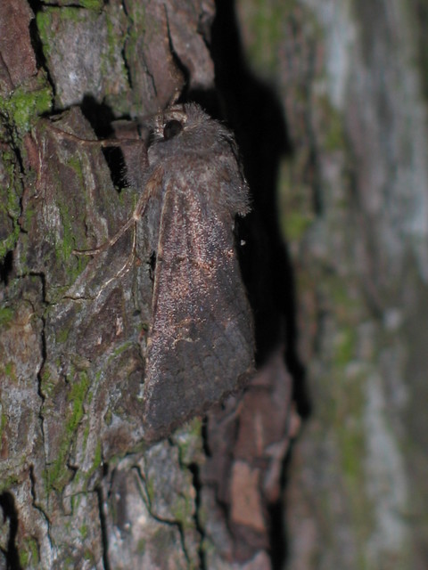 Aporophyla lutulenta - sziki őszibagoly