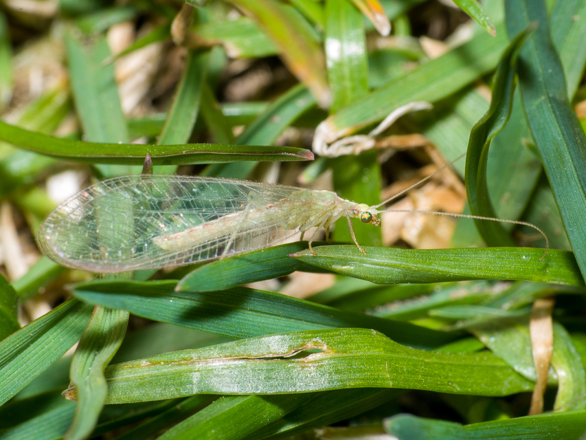 Chrysopidae - zöldfátyolkák