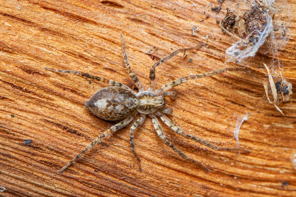 Anyphaena accentuata - jegyespók