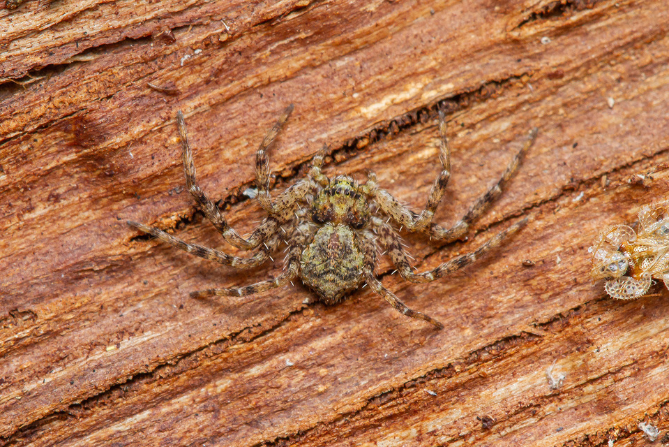 Philodromus poecilus - cifra karolópók